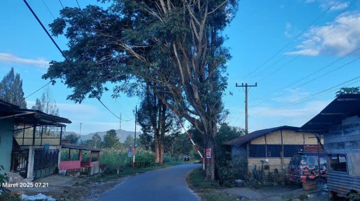 warga_perumnas_simbara_permai_minta_pemkab_dairi_tebang_pohon_rawan_tumbang