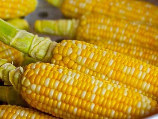 lima_mitos_seputar_jagung