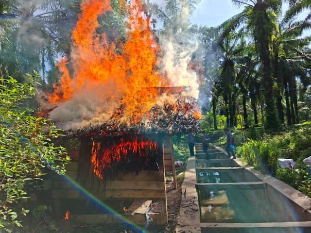 polisi_bakar_sarang_narkoba_di_simalungun_lima_pria_diamankan