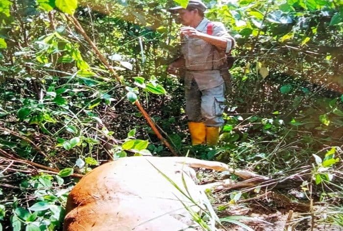 harimau_sumatera_kembali_mangsa_lembu_di_langkat_kini_total_empat_ekor