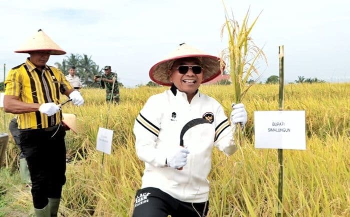 panen_raya_di_simalungun_bupati_anton_dorong_swasembada_pangan_nasional