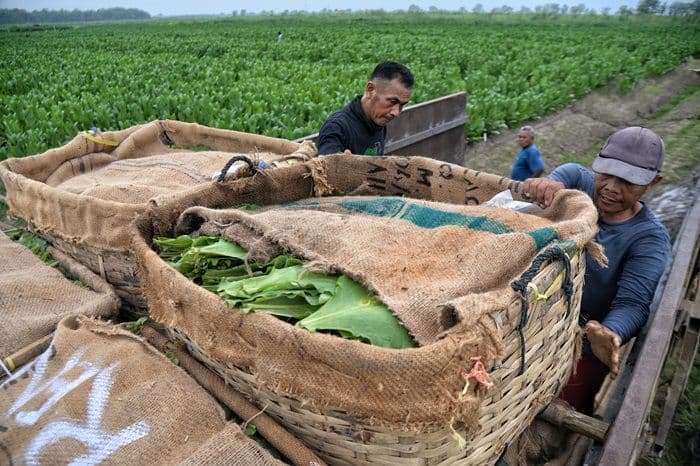 pemdes_klumpang_kebun_dukung_festival_revitalisasi_sejarah_tembakau_deli