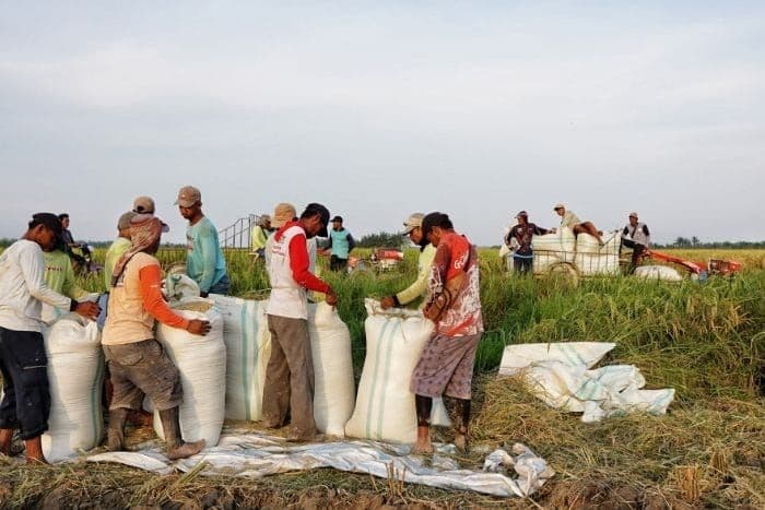 harga_gabah_naik_pengamat_ekonomi_pemerintah_perlu_sesuaikan_het_beras