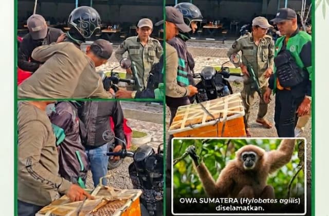 tim_gabungan_gagalkan_penyelundupan_owa_sumatera_di_binjai