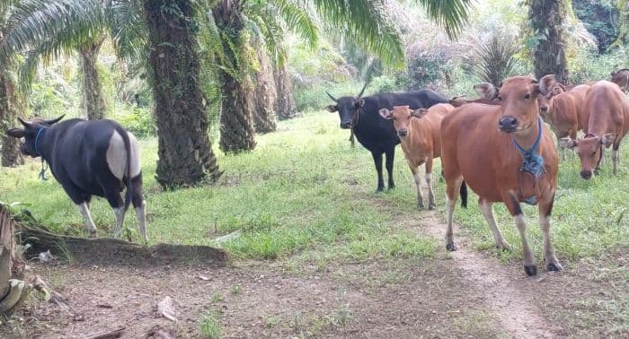 lebih_dari_70_ekor_lembu_warga_asahan_hilang_dicuri_peternak_resah_selama_2_tahun