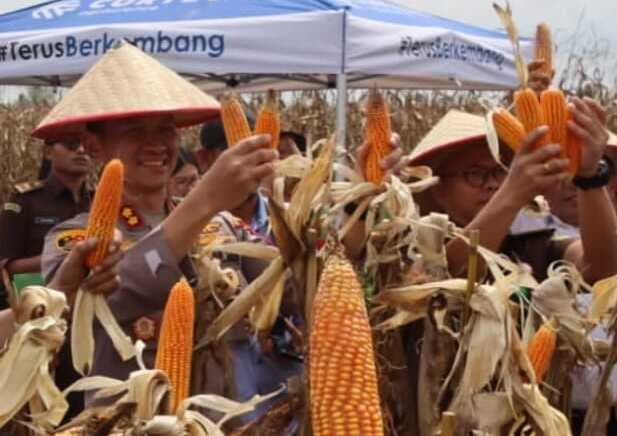 polres_dairi_salurkan_172_ton_jagung_ke_bulog_klaim_tak_ambil_untung