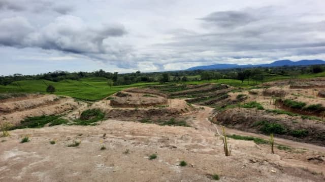 alih_fungsi_kebun_teh_ke_sawit_picu_krisis_air_di_pematang_sidamanik_100_ha_sawah_terancam_gagal_ditanami