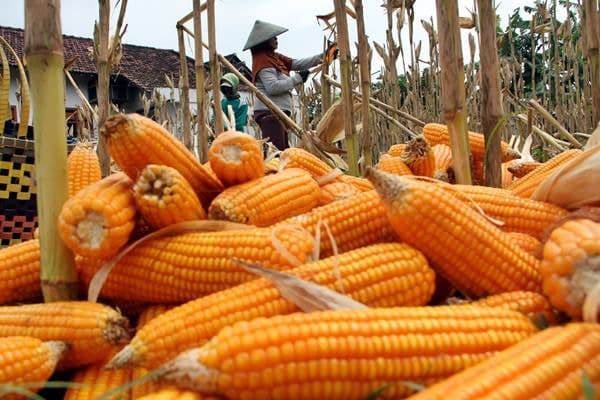 harga_jagung_pipil_tembus_rp7500_per_kilogram