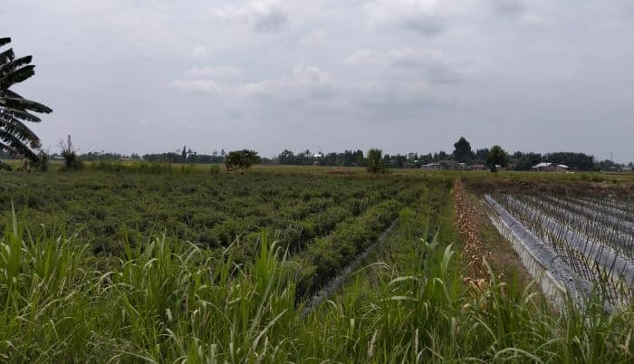 modal_tanam_cabai_capai_rp80_juta_per_hektare_petani_terpaksa_gadaikan_aset_