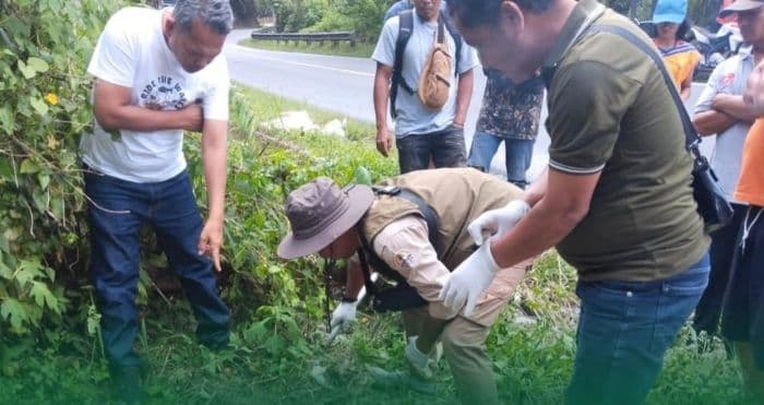 bukan_anak_harimau_ternyata_macan_akar_yang_tertabrak_kendaraan_di_simalungun_