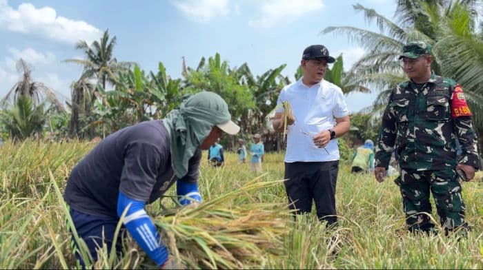 bulog_sumut_mulai_serap_gabah_milik_petani_langkat