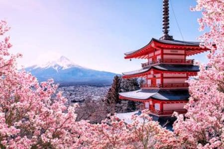 jadwal_terbaru_mekarnya_bunga_sakura_2026