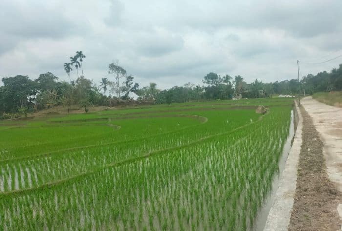 distribusi_pupuk_subsidi_belum_merata_petani_simalungun_mulai_resah