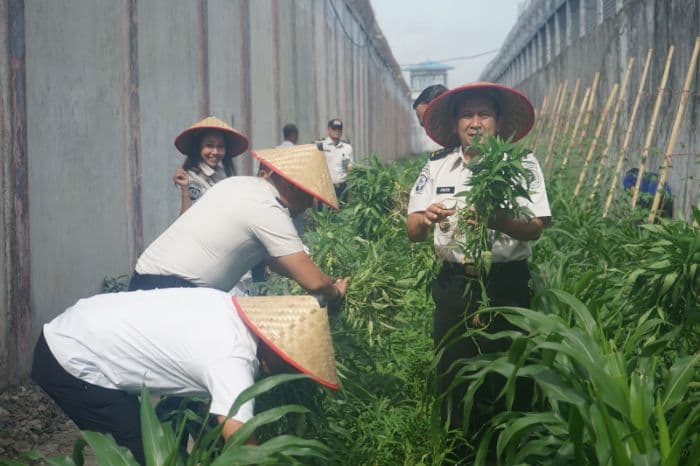lapas_tanjung_gusta_medan_panen_40_kg_kangkung_hasil_budi_daya_napi