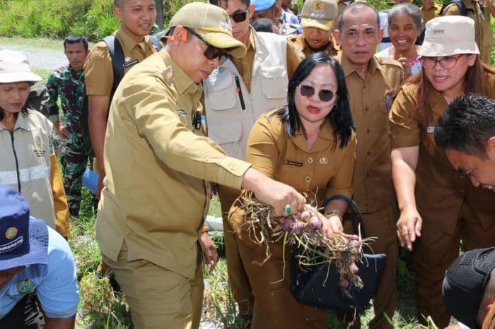 pemkab_taput_panen_bawang_merah_bupati_sampaikan_harapannya
