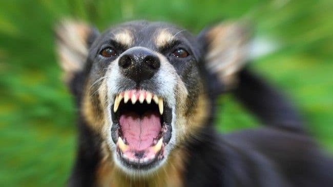 18_warga_buleleng_digigit_anjing_mengamuk_diduga_terinfeksi_rabies