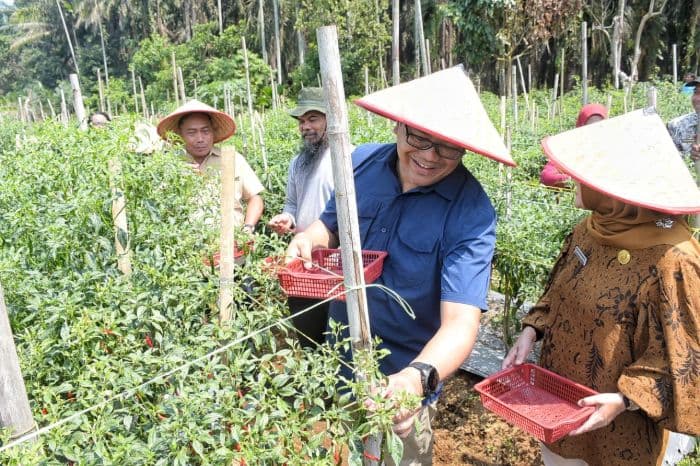 bupati_deli_serdang_borong_hasil_panen_cabai_petani_di_kutalimbaru