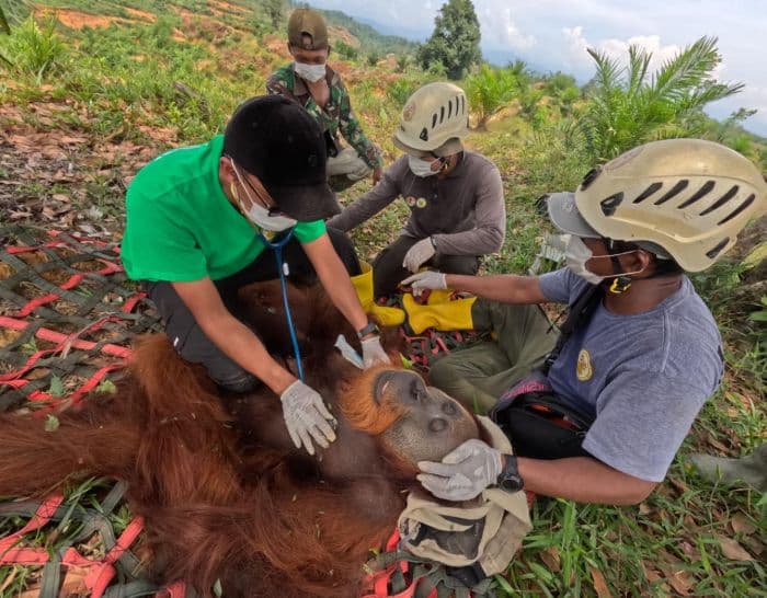 orangutan_sumatera_dievakuasi_dari_perladangan_langkat_kembali_ke_tn_gunung_leuser