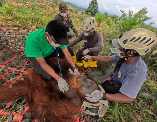 orangutan_sumatera_dievakuasi_dari_perladangan_langkat_kembali_ke_tn_gunung_leuser