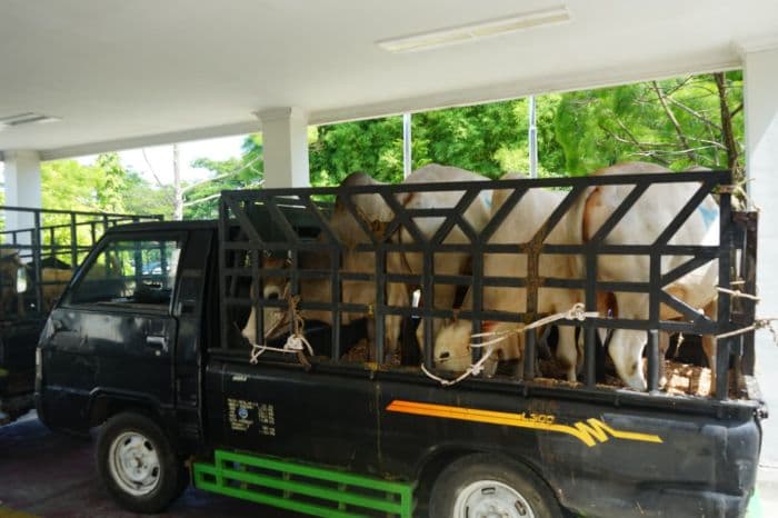 pt_angkasa_pura_aviasi_salurkan_14_hewan_kurban_untuk_warga_deli_serdang