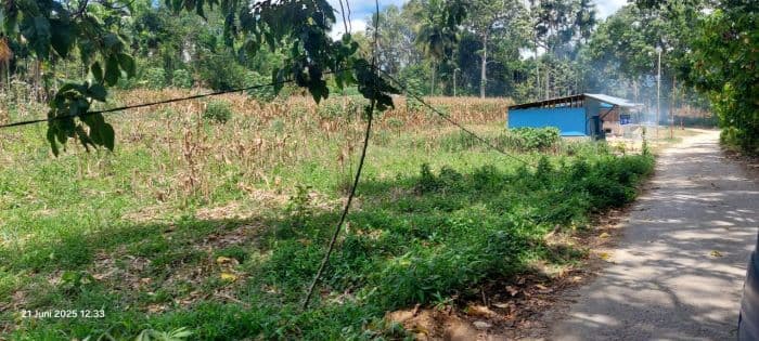 banyak_kabel_pln_di_dairi_nyaris_sentuh_tanah