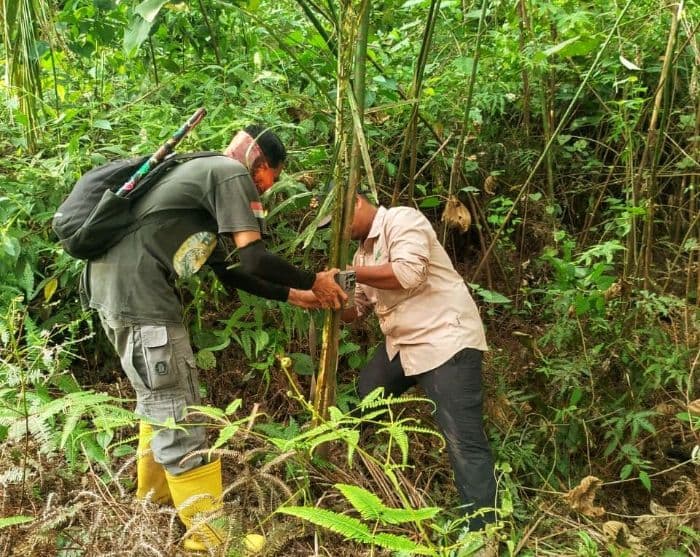 bksda_pasang_kamera_jebak_usai_serangan_harimau_di_langkat