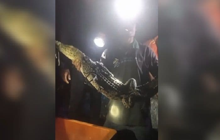 detikdetik_warga_asahan_tangkap_buaya_muara_dengan_jaring_ikan_terekam_video