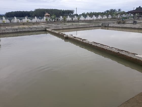 jumlah_produksi_bibit_ikan_di_hatonduhan_mencapai_21700_ekor