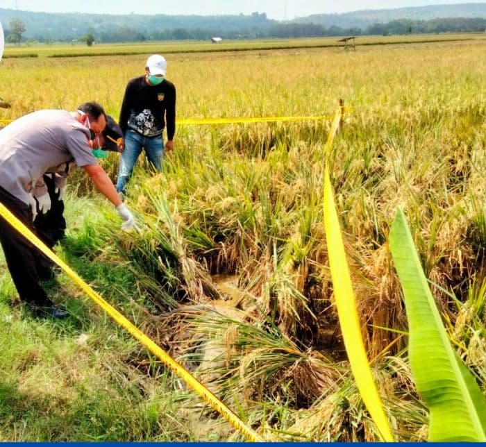 perempuan_muda_ditemukan_tewas_di_sawah_kekasih_jadi_tersangka