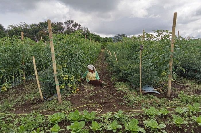jelang_panen_perdana_petani_muda_di_silimahuta_rela_tidur_di_ladang_demi_jaga_tomat