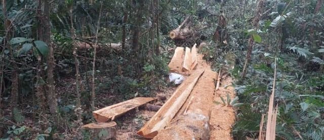 hutan_lae_pondom_dairi_dirusak_mafia_pemerintah_dinilai_abai