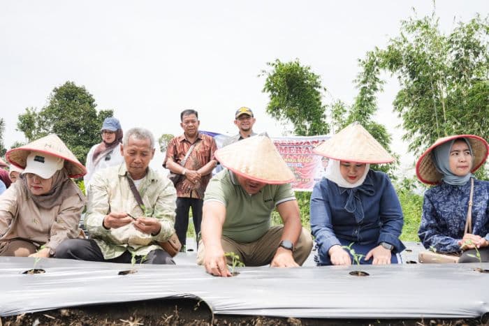 bupati_deli_serdang_pinjamkan_4_hektare_lahan_untuk_petani_cabai_di_sibolangit
