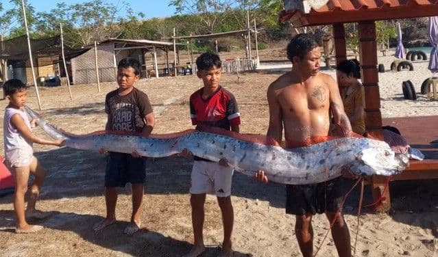 ikan_kiamat_terdampar_di_pantai_pink_lombok