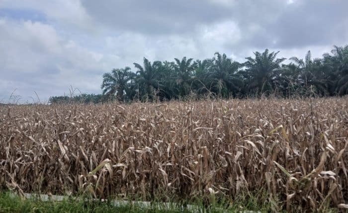 luas_panen_jagung_di_siantar_capai_1386_hektare_produksi_tahun_2024_naik_jadi_9702_ton