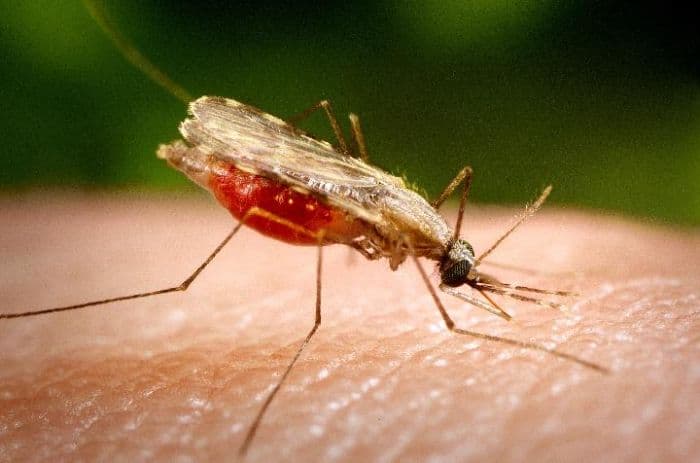 1300_kasus_malaria_ditemukan_di_labura_tanjung_leidong_tertinggi