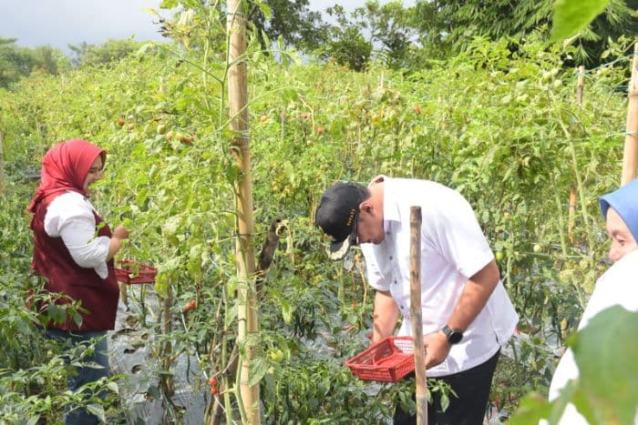 deli_serdang_diharapkan_menjadi_sentra_cabai_dan_bawang_merah