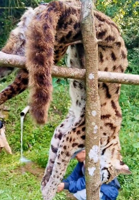 lagi_bangkai_macan_akar_ditemukan_di_girsang_sipangan_bolon_simalungun
