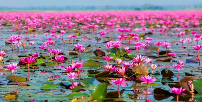 waktu_terbaik_menikmati_pesona_danau_lotus_merah_di_thailand