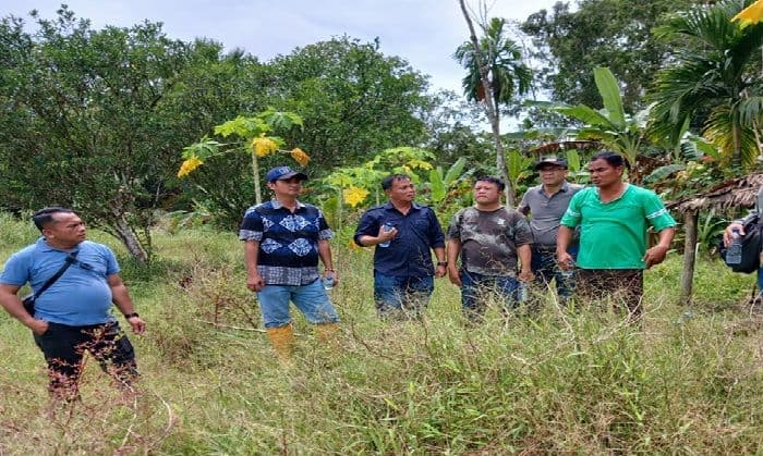 bumd_nias_barat_garap_11_hektare_sawah_terlantar_dorong_produktivitas_dan_pad