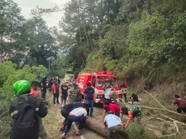 pohon_tumbang_lumpuhkan_akses_ke_danau_toba_di_simalungun_lalu_lintas_pulih_dalam_hitungan_jam