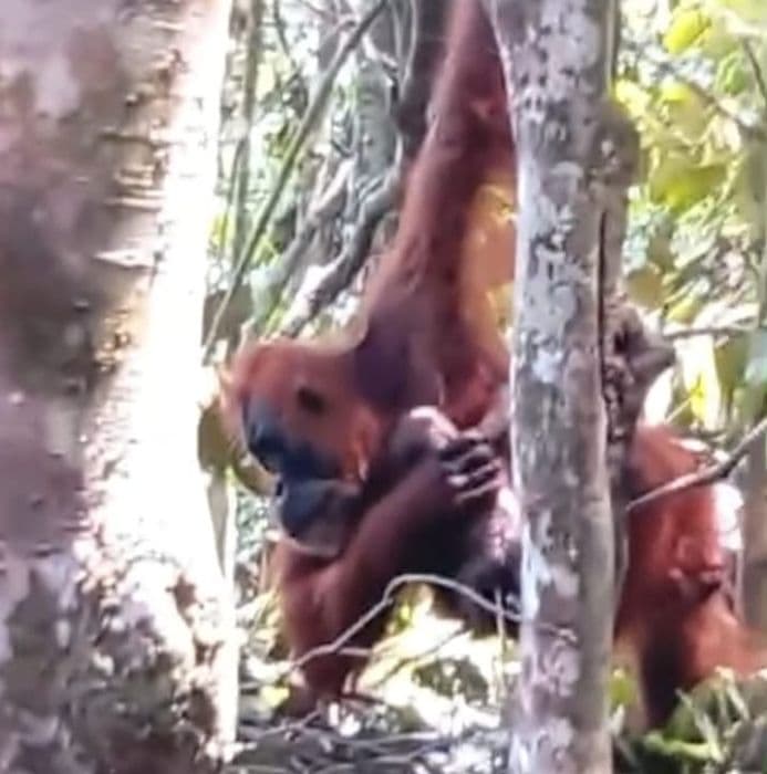 populasi_orangutan_sumatra_di_tngl_bertambah_pesek_lahirkan_bayi_ketujuh