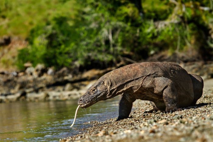 taman_nasional_komodo_terpilih_sebagai_tempat_paling_cantik_di_dunia