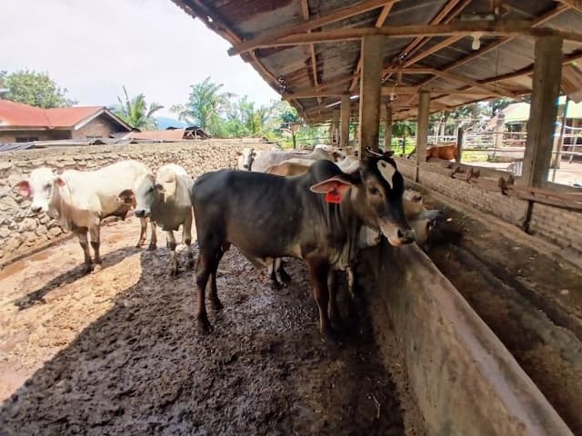 tren_kurban_iduladha_di_pematangsiantar_antara_tantangan_ekonomi_dan_berkah_sapi_limosin_906_kg_dari_presiden_prabowo