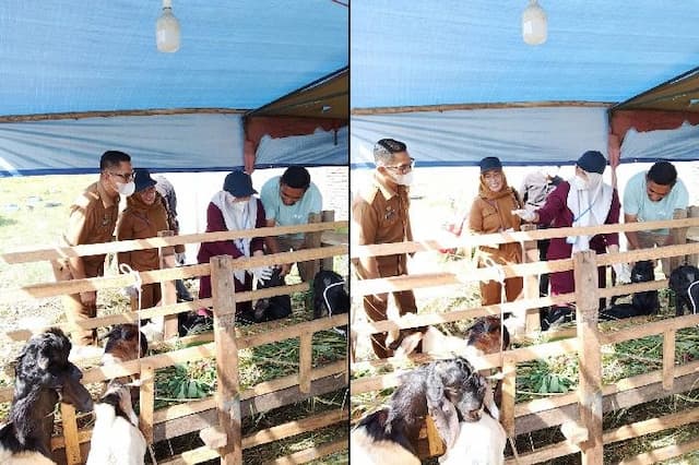 dkp3_medan_pastikan_ribuan_hewan_kurban_sehat_sapi_presiden_prabowo_ikut_disembelih