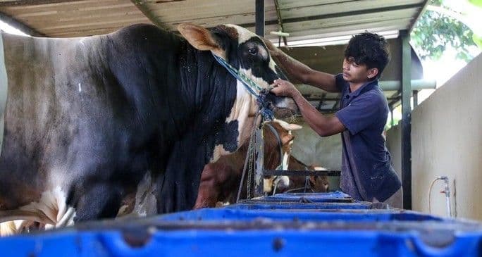 prabowo_salurkan_1098_sapi_kurban_untuk_iduladha_anggaran_capai_rp100_miliar