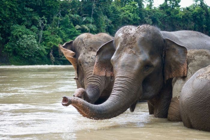 23_gajah_sumatera_mati_dalam_10_tahun_di_tesso_nilo