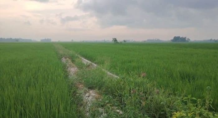 petani_sergai_kesulitan_air_dan_solar_untuk_pompanisasi_akibat_kemarau