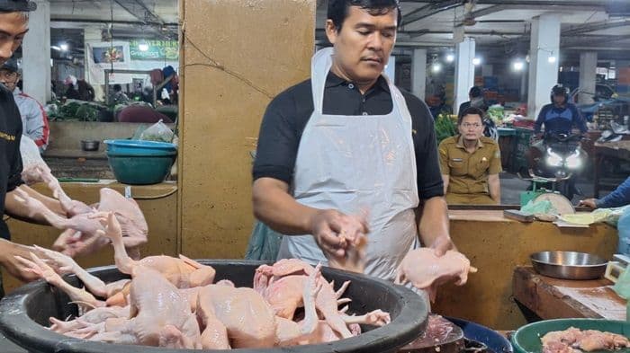 harga_ayam_di_sumut_naik_79_persen_kppu_turun_telusuri_rantai_pasok