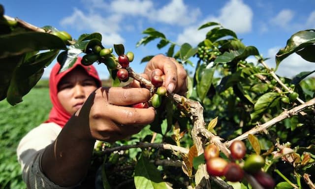 dorong_ekspor_umkm_ke_jerman_kopi_jadi_andalan_ri_di_pasar_eropa_