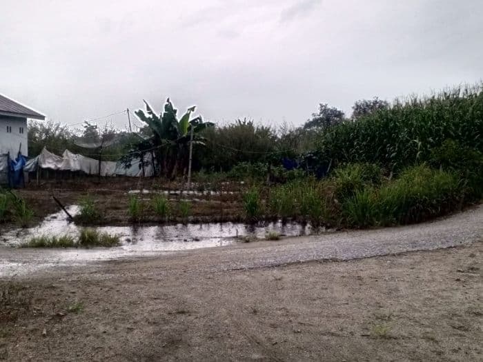 curah_hujan_tinggi_bantu_petani_di_toba_warga_bantaran_sungai_khawatir_banjir